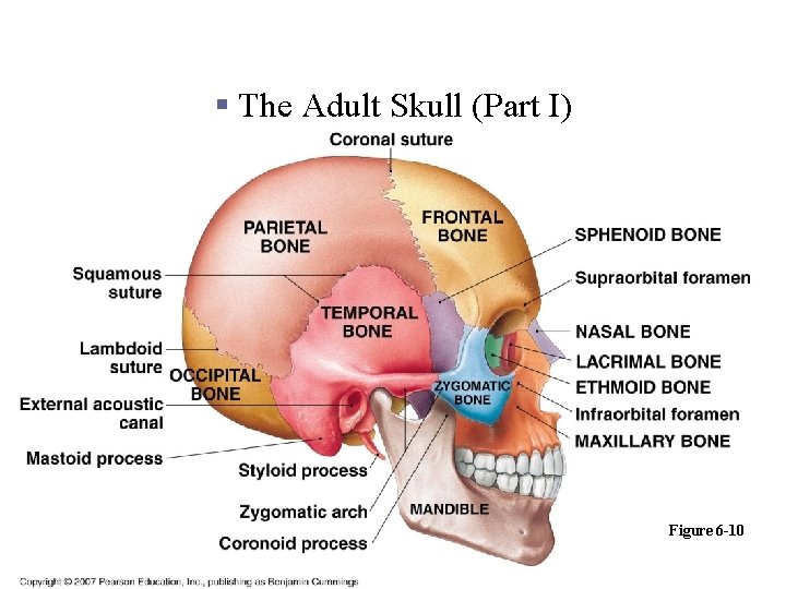 The Axial Division: The Skull § The Adult Skull (Part I) Figure 6 -10