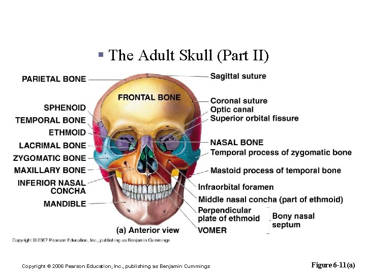 The Axial Division: The Skull § The Adult Skull (Part II) Copyright © 2006