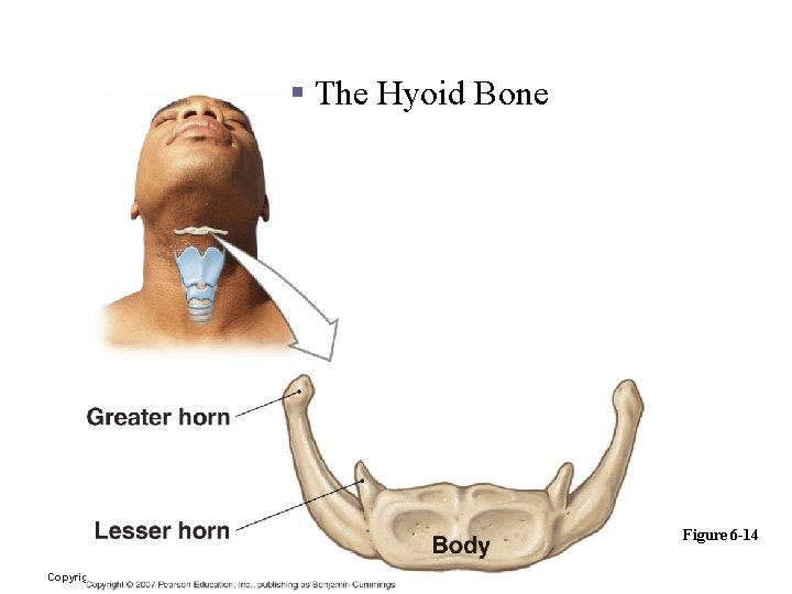 The Axial Division: The Skull § The Hyoid Bone Figure 6 -14 Copyright ©