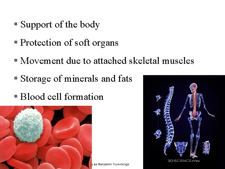 Functions of Bones § Support of the body § Protection of soft organs §