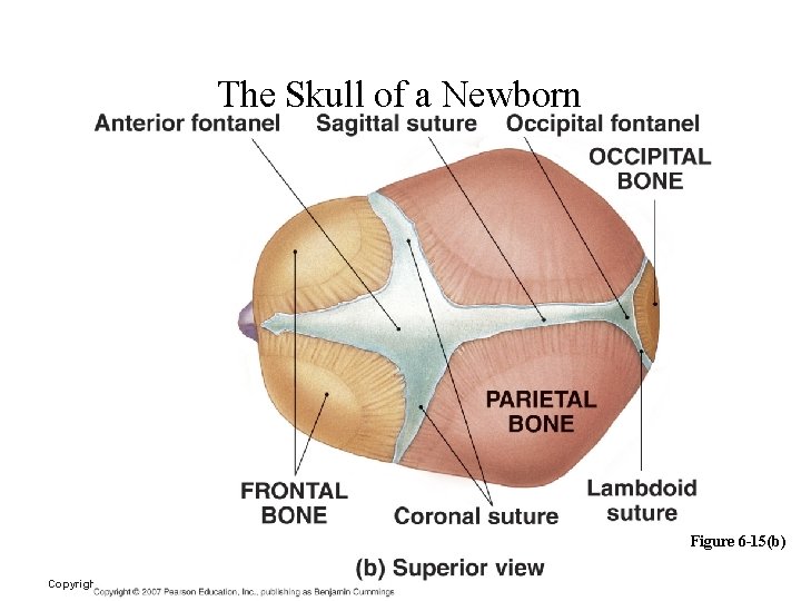 Axial Division: The Skull of a Newborn Figure 6 -15(b) Copyright © 2006 Pearson