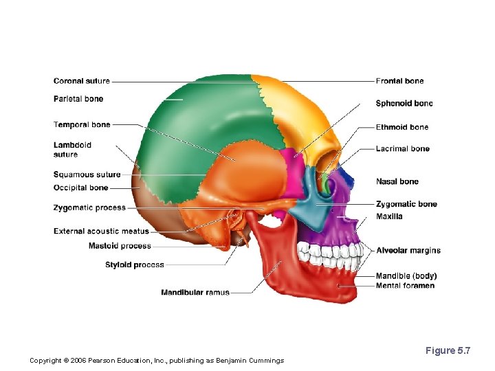 The Skull Figure 5. 7 Copyright © 2006 Pearson Education, Inc. , publishing as