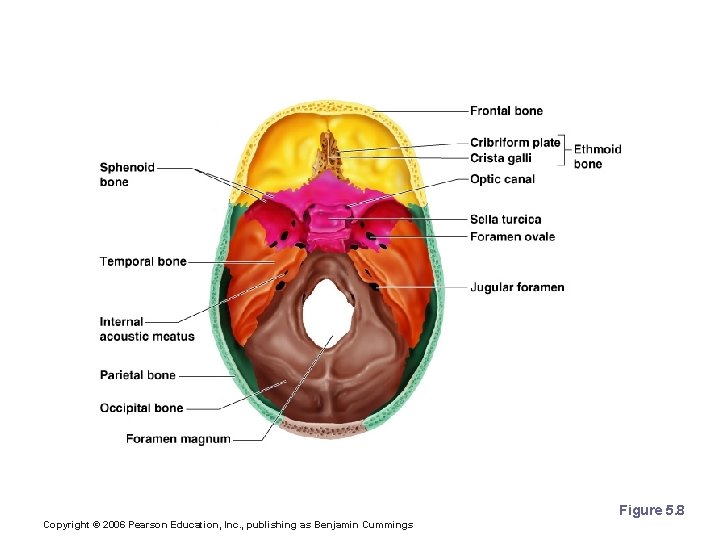 Human Skull, Superior View Figure 5. 8 Copyright © 2006 Pearson Education, Inc. ,