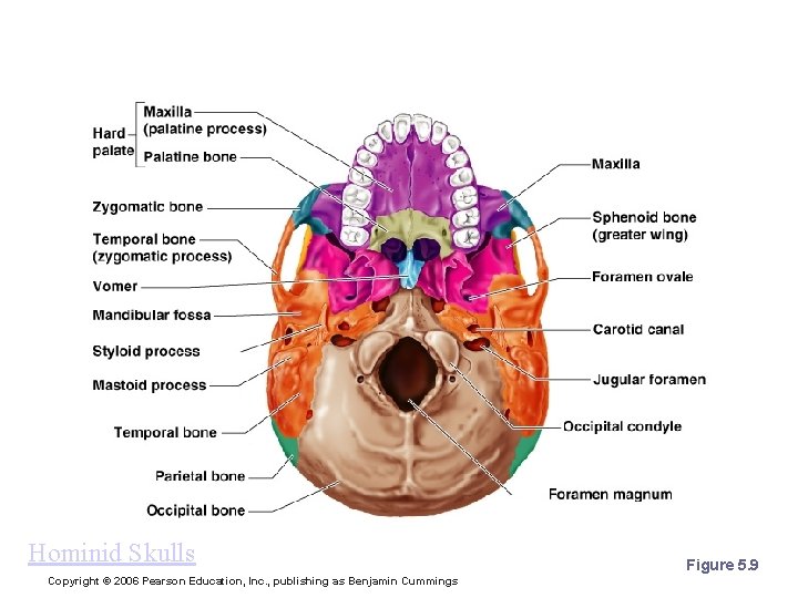 Human Skull, Inferior View Hominid Skulls Copyright © 2006 Pearson Education, Inc. , publishing