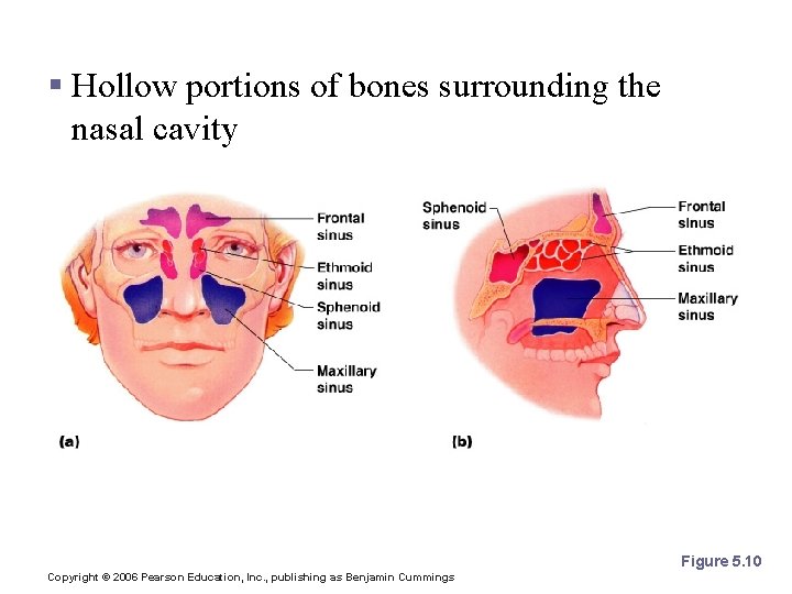 Paranasal Sinuses § Hollow portions of bones surrounding the nasal cavity Figure 5. 10