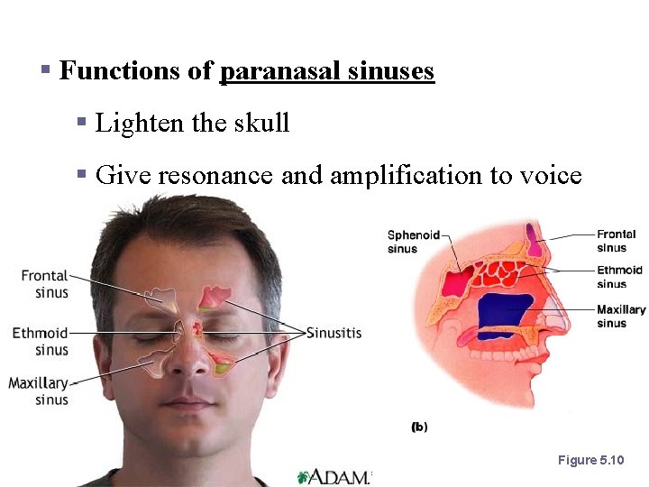 Paranasal Sinuses § Functions of paranasal sinuses § Lighten the skull § Give resonance