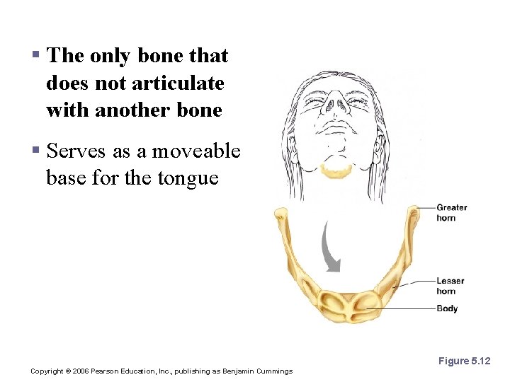 The Hyoid Bone § The only bone that does not articulate with another bone