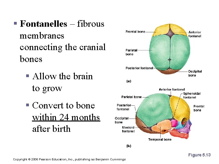 The Fetal Skull § Fontanelles – fibrous membranes connecting the cranial bones § Allow