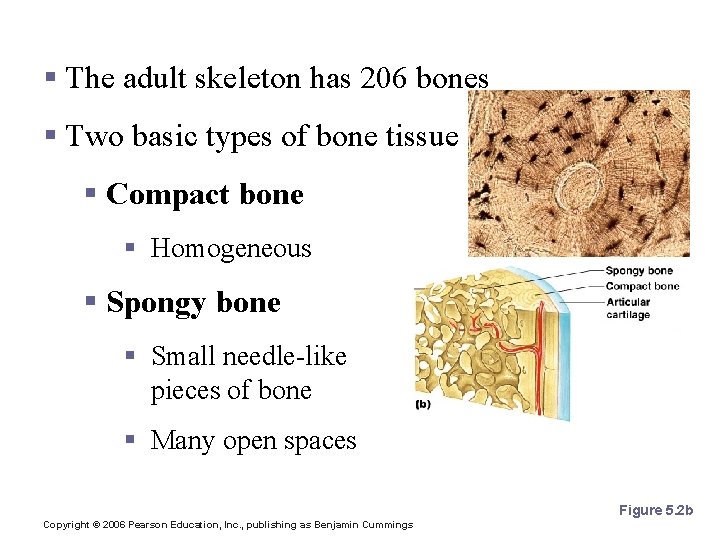 Bones of the Human Body § The adult skeleton has 206 bones § Two