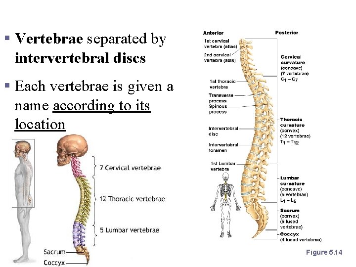 The Vertebral Column § Vertebrae separated by intervertebral discs § Each vertebrae is given