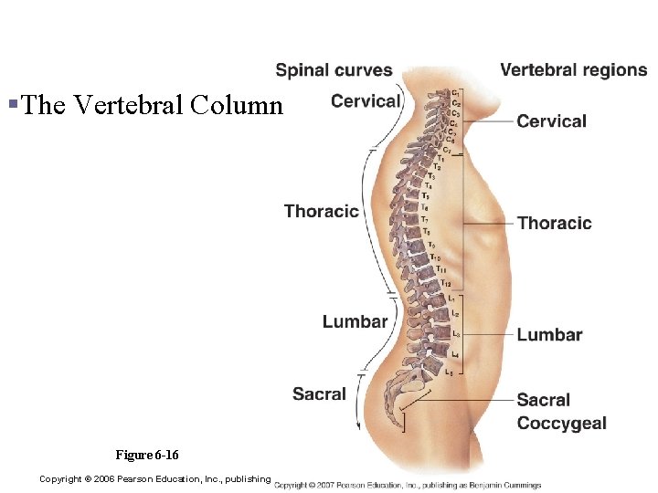 Vertebral Column/Thoracic Cage §The Vertebral Column Figure 6 -16 Copyright © 2006 Pearson Education,