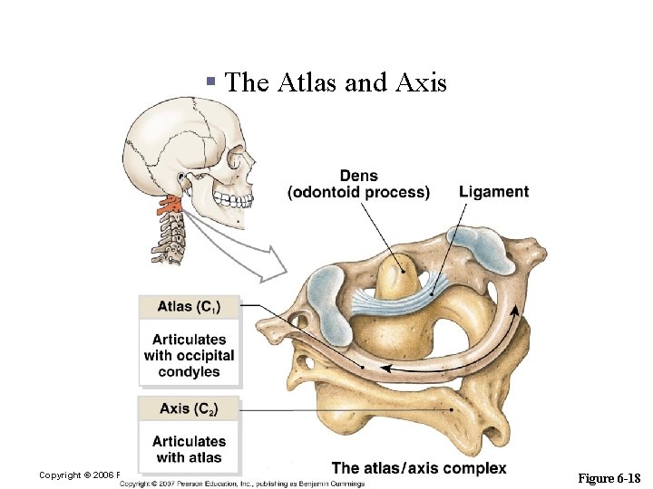 Vertebral Column/Thoracic Cage § The Atlas and Axis Copyright © 2006 Pearson Education, Inc.