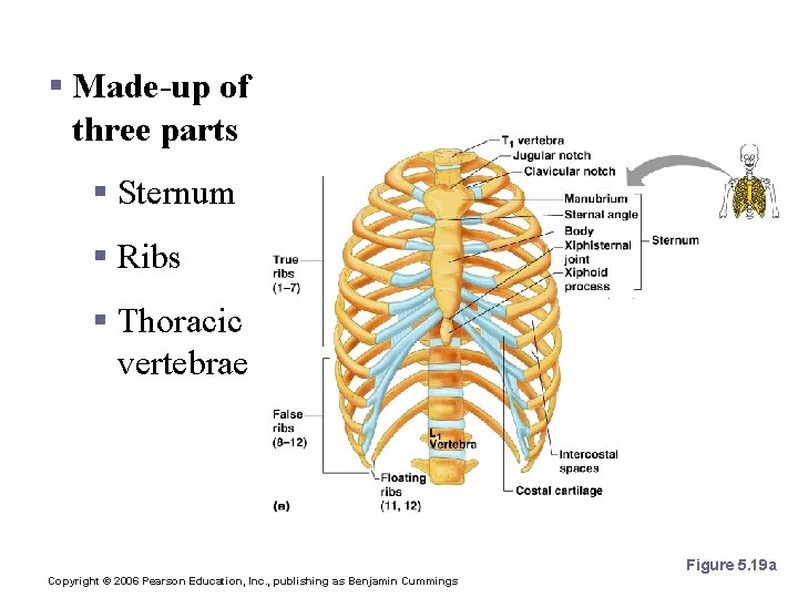 The Bony Thorax § Made-up of three parts § Sternum § Ribs § Thoracic