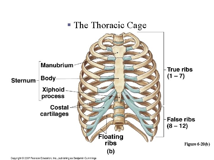 Vertebral Column/Thoracic Cage § The Thoracic Cage Figure 6 -20(b) Copyright © 2006 Pearson