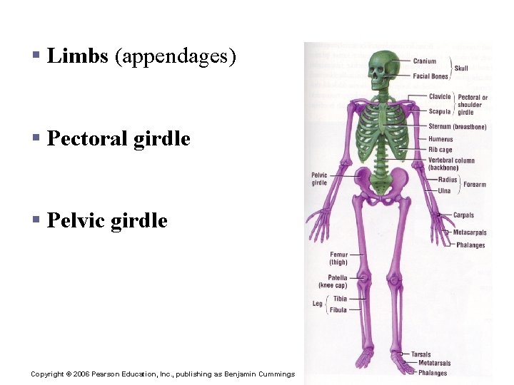 The Appendicular Skeleton § Limbs (appendages) § Pectoral girdle § Pelvic girdle Copyright ©