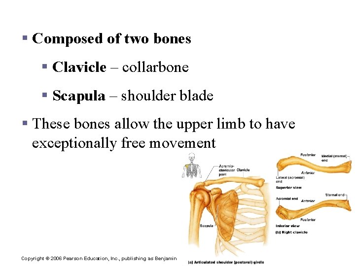 The Pectoral (Shoulder) Girdle § Composed of two bones § Clavicle – collarbone §