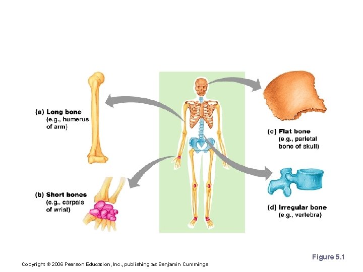 Classification of Bones on the Basis of Shape Figure 5. 1 Copyright © 2006