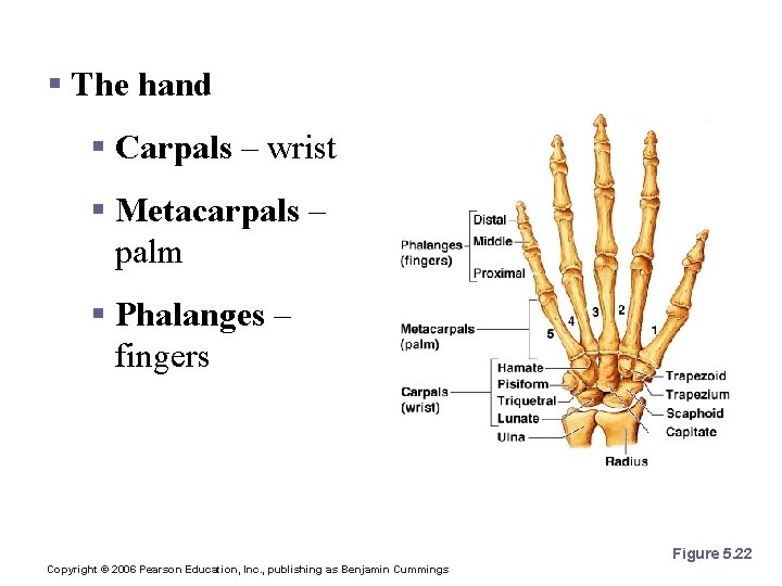 Bones of the Upper Limb § The hand § Carpals – wrist § Metacarpals
