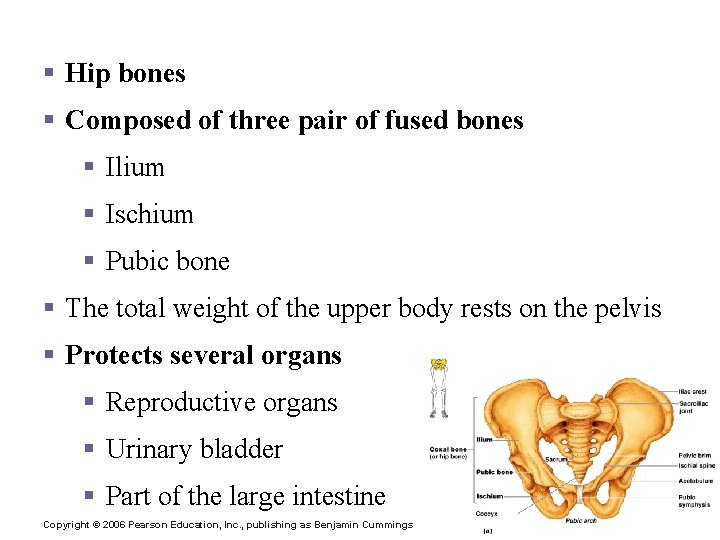 Bones of the Pelvic Girdle § Hip bones § Composed of three pair of