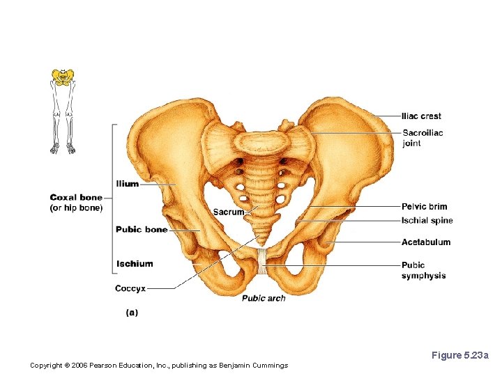 The Pelvis Figure 5. 23 a Copyright © 2006 Pearson Education, Inc. , publishing