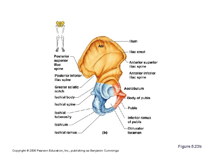 The Pelvis: Right Coxal Bone Figure 5. 23 b Copyright © 2006 Pearson Education,
