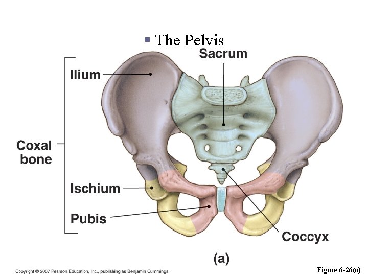 Appendicular Division § The Pelvis Copyright © 2006 Pearson Education, Inc. , publishing as.