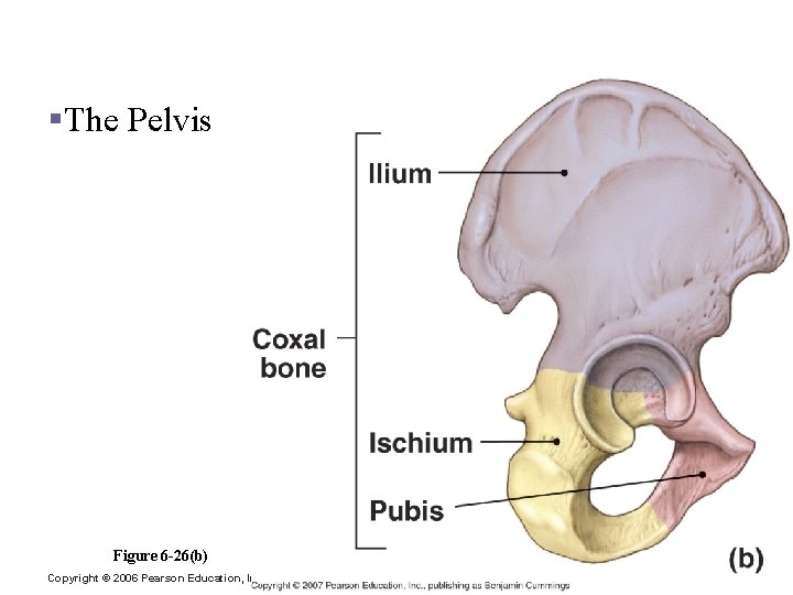 Appendicular Division §The Pelvis Figure 6 -26(b) Copyright © 2006 Pearson Education, Inc. ,