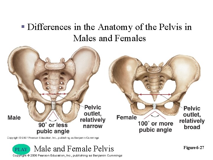 Appendicular Division § Differences in the Anatomy of the Pelvis in Males and Females