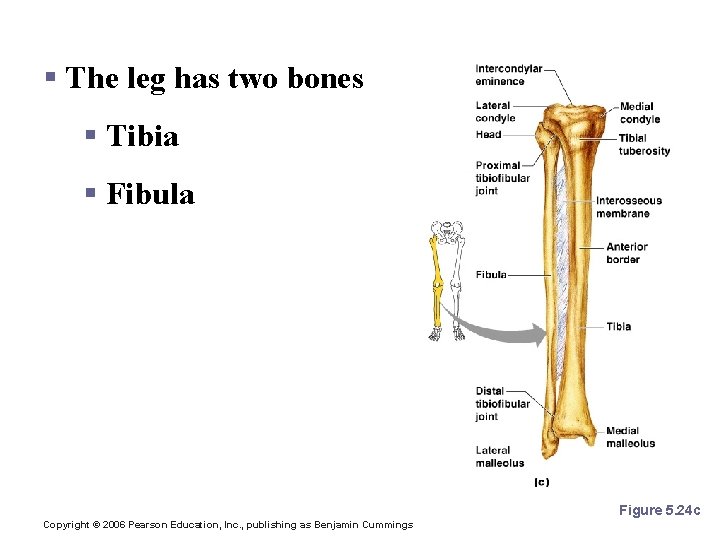 Bones of the Lower Limbs § The leg has two bones § Tibia §