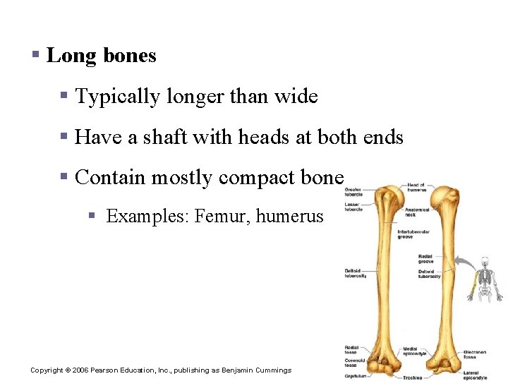 Classification of Bones § Long bones § Typically longer than wide § Have a