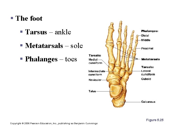 Bones of the Lower Limbs § The foot § Tarsus – ankle § Metatarsals