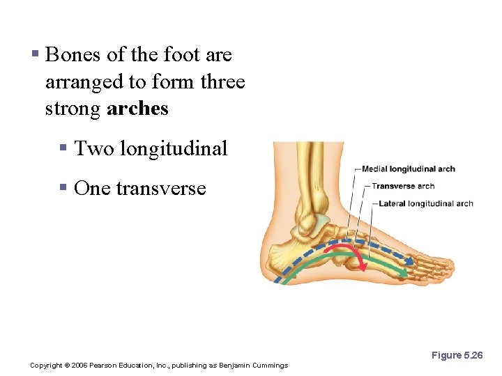 Arches of the Foot § Bones of the foot are arranged to form three
