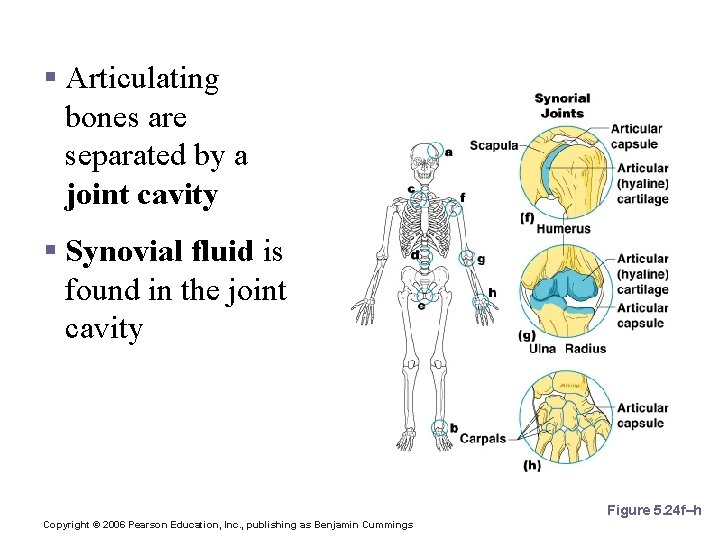 Synovial Joints § Articulating bones are separated by a joint cavity § Synovial fluid