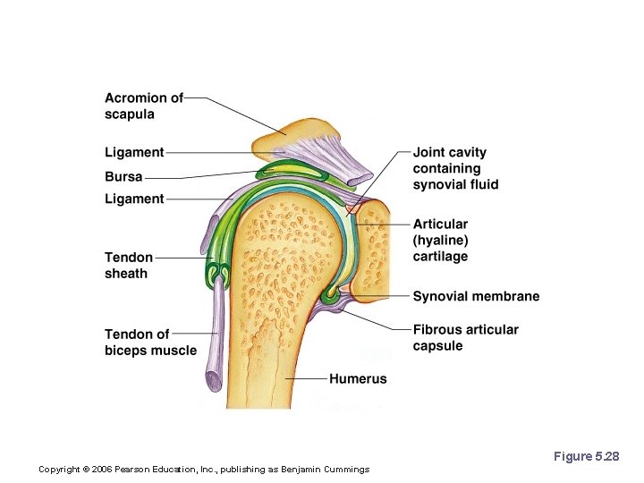 The Synovial Joint Figure 5. 28 Copyright © 2006 Pearson Education, Inc. , publishing