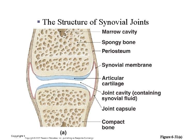 Articulations § The Structure of Synovial Joints Copyright © 2006 Pearson Education, Inc. ,