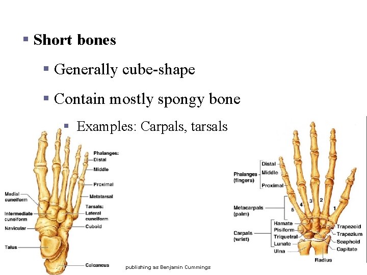 Classification of Bones § Short bones § Generally cube-shape § Contain mostly spongy bone