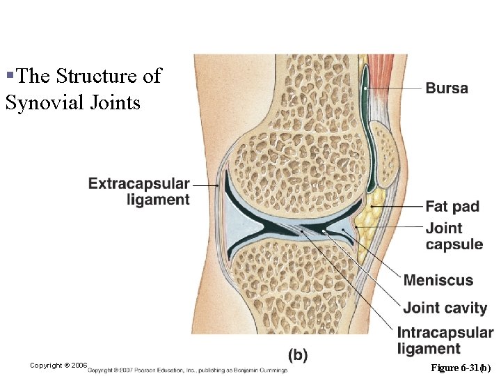 Articulations §The Structure of Synovial Joints Copyright © 2006 Pearson Education, Inc. , publishing