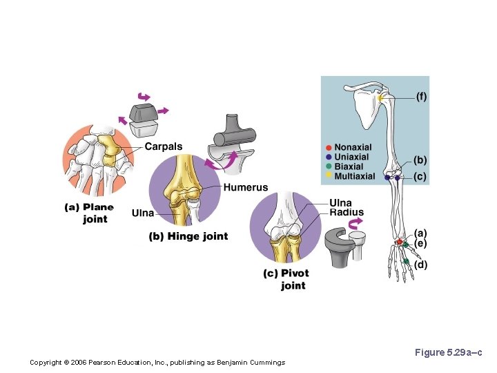 Types of Synovial Joints Based on Shape Figure 5. 29 a–c Copyright © 2006