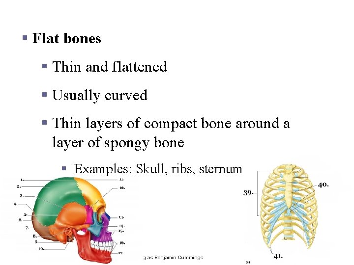 Classification of Bones § Flat bones § Thin and flattened § Usually curved §