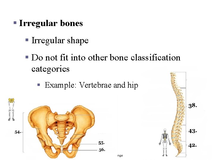 Classification of Bones § Irregular bones § Irregular shape § Do not fit into