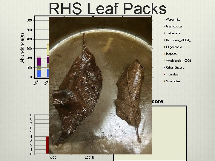 RHS Leaf Packs Water mite 600 Gastropoda Turbellaria 400 Hirudinea_x 000 d_ Oligochaeta 300