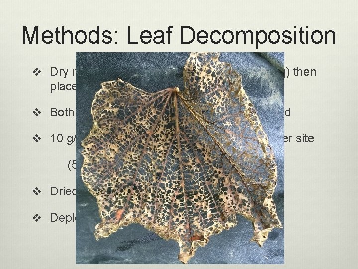 Methods: Leaf Decomposition v Dry maple or oak leaves were weighed (10 g) then