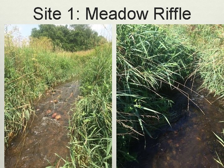 Site 1: Meadow Riffle 