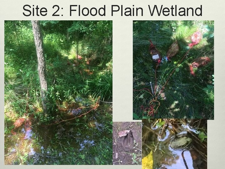 Site 2: Flood Plain Wetland 