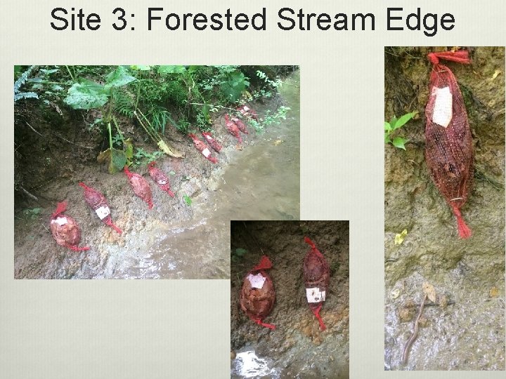Site 3: Forested Stream Edge 