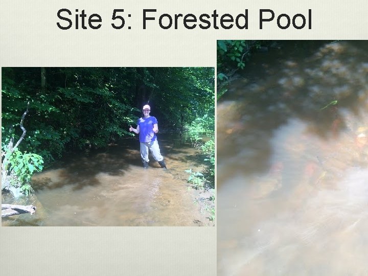Site 5: Forested Pool 