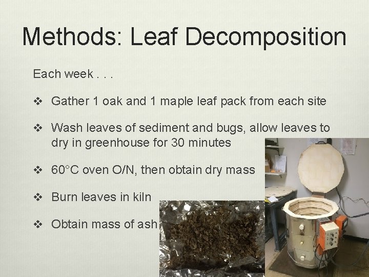 Methods: Leaf Decomposition Each week. . . v Gather 1 oak and 1 maple