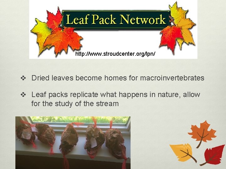 http: //www. stroudcenter. org/lpn/ v Dried leaves become homes for macroinvertebrates v Leaf packs