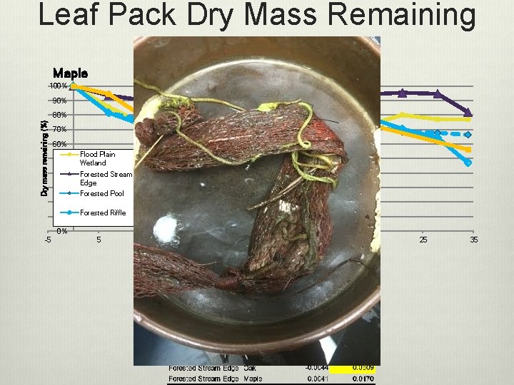 Leaf Pack Dry Mass Remaining (%) Maple Oak 100% 90% Dry mass remaining (%)