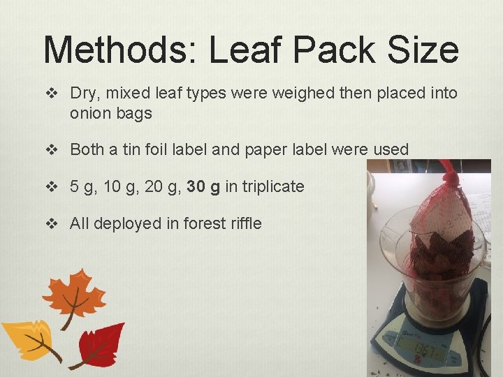 Methods: Leaf Pack Size v Dry, mixed leaf types were weighed then placed into